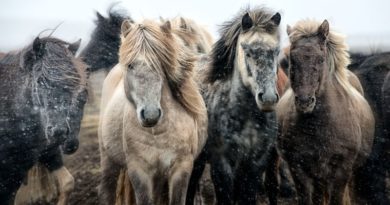 Icelandic Horses