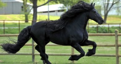 Friesian Stallion