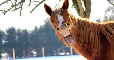 funny horses