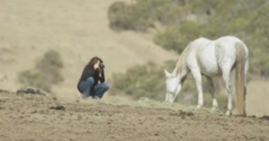 wild horse mustang