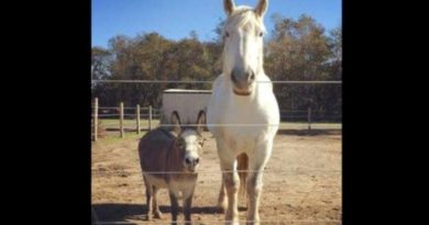 rescued donkey