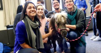 therapy horses