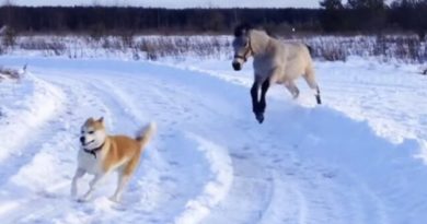 majestic snow running