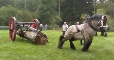 Take A Glimpse At The World’s Strongest Horses! I Was Impressed With Their Magnificence!