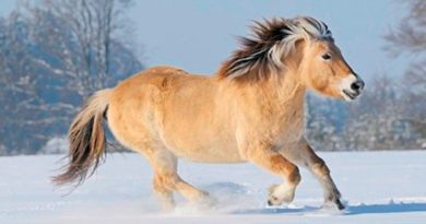 Norwegian Fjord Horses