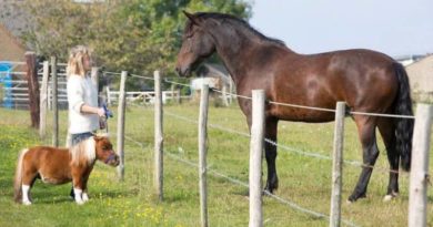 cute miniature horses