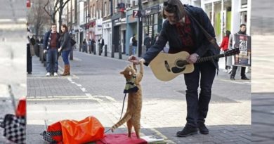 bob streetcat