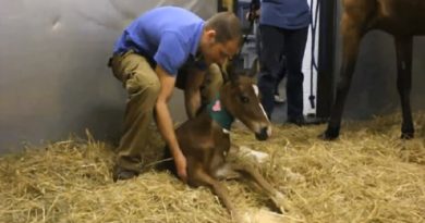 A Horse Is Giving Birth, But Then Something EXTREMELY Rare Happens