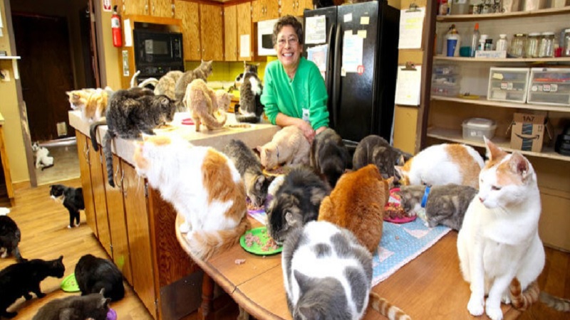 This Woman Lives With 1,100 Cats, But When You See What She Really Does…OMG