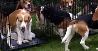 Beagles