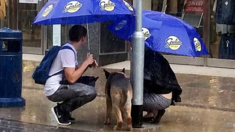 this-poor-dog-was-left-outside-in-the-rain-what-happens-next-is