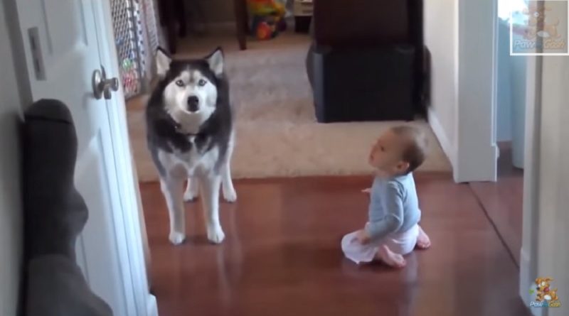 The Family Dog Is About To Snap At The Baby – And His Reaction Is ...