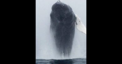 humpback