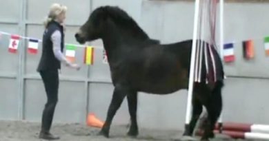 Pony