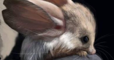 Jerboa