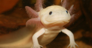 Axolotls