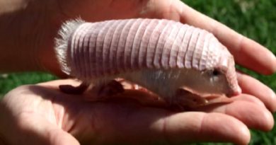 Armadillo