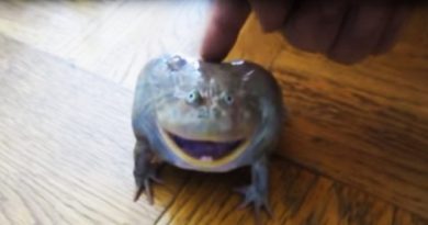 Frog