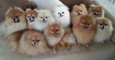 Pomeranian