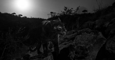 Black Leopard