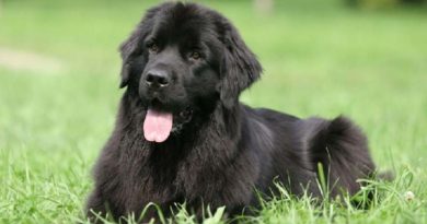 Newfoundlands