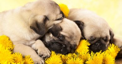 Pug Puppies