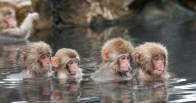 Snow Monkeys