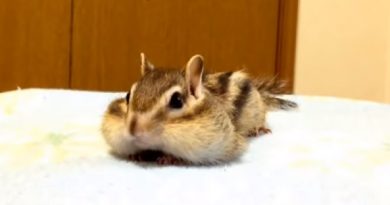 Pet Chipmunk