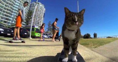 Skateboarding Cat