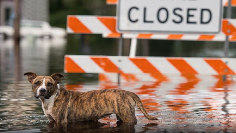 North Carolina Woman Saves 18 'Soaked and Shaking' Dogs