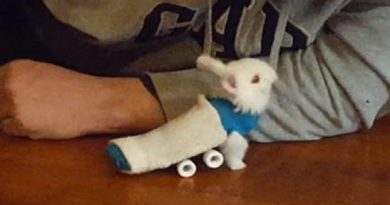 Paralyzed Bunny