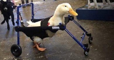 Disabled Duck