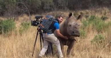 Wild Rhino