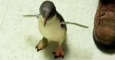 Penguin Friend