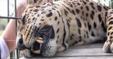 Leopard Nap