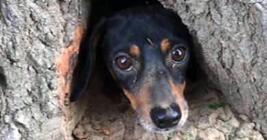 Dachshund Tree