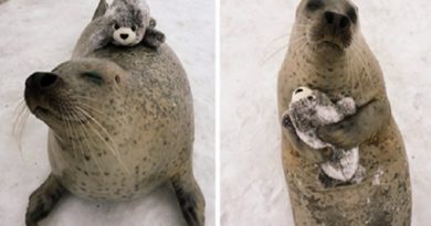 Seal Toy