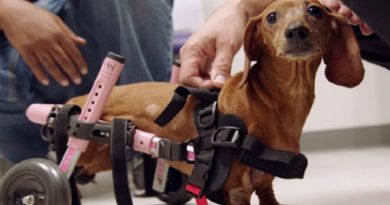 Paralyzed Dachshund