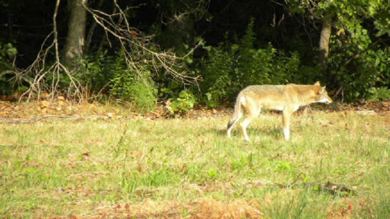 Coyote Yorkie 