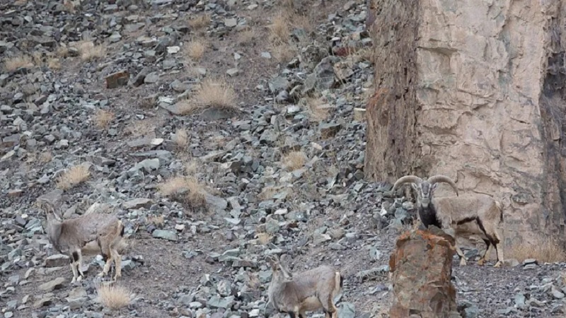 Snow Leopard