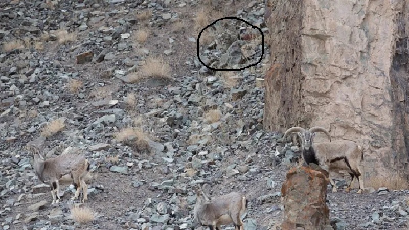 Snow Leopard