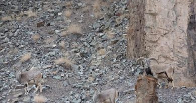 Snow Leopard