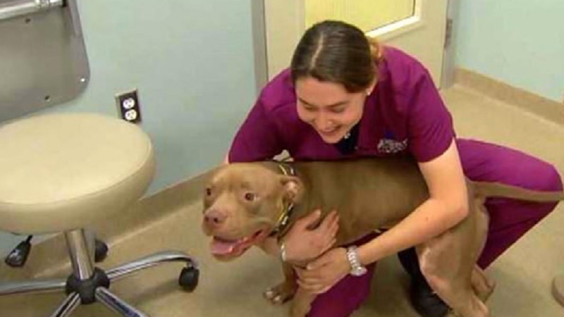 Pit Bull Firework