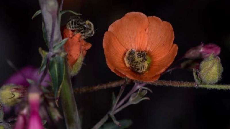 Bees Sleep