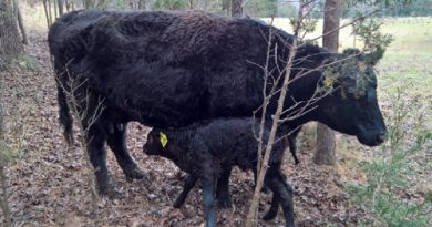 Cow Birth