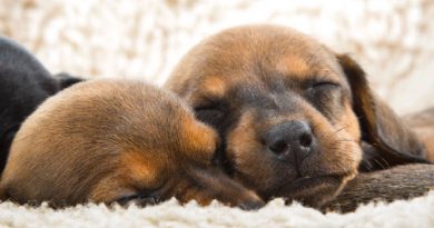 Dachshund Puppy Dream