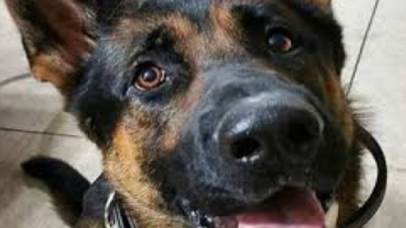 Police Dog Sentenced