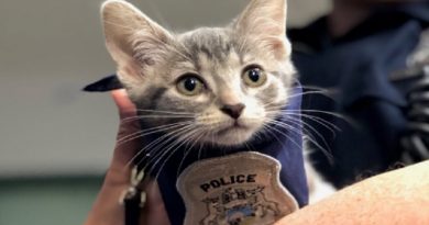 Police Cat