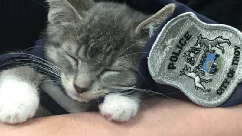 Police Cat Is The Cutest Recruit At This Police Department Video