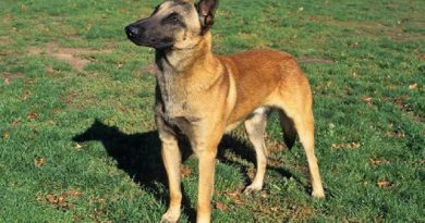 Belgian Malinois